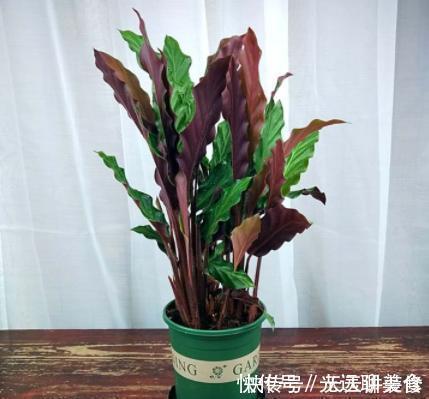 13种耐阴花卉,光照不足也能生长旺盛,开花茂密
