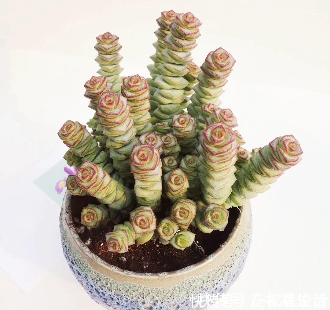 多肉吊兰样式多到你挑花眼，颜色状态是各不相同，看看你认识几个