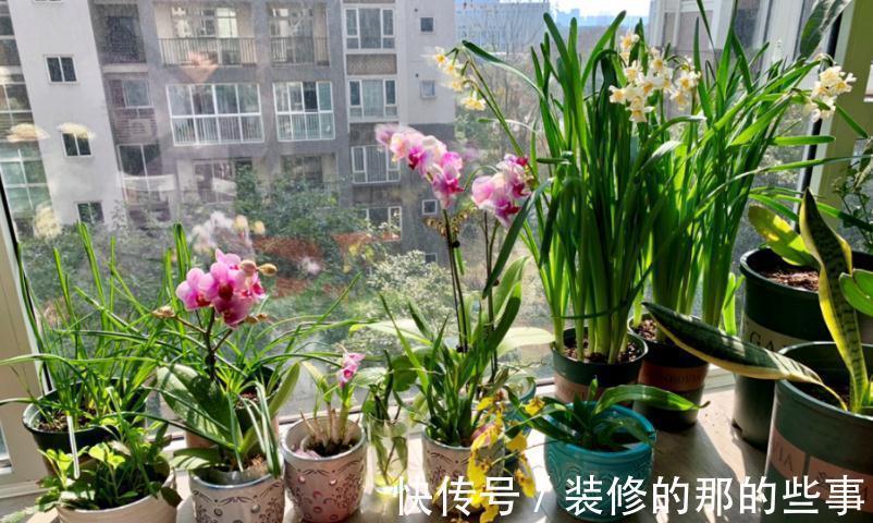 不死鸟|这4种花草是出了名的“养不死”，人人均可入手，不用怕收空盆