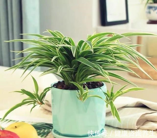 植物|想让家里病菌少,就养这五种植物,漂亮又好养,家里至少要有一种!