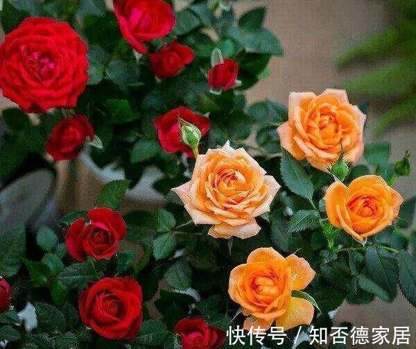 死翘翘|5种“降价花”,九月不要买,买了养不好,白白浪费钱
