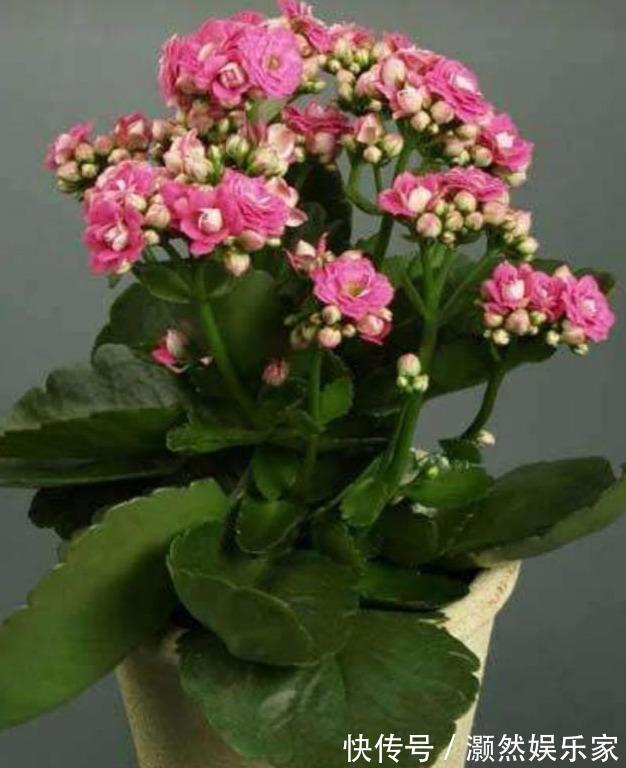 刚买的长寿花，换盆做好“3件事”，蹭蹭长新芽，开花就爆盆