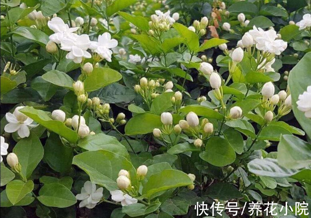 花卉|盘点十大“好养花”,开花漂亮又好养,适合养不好花的人