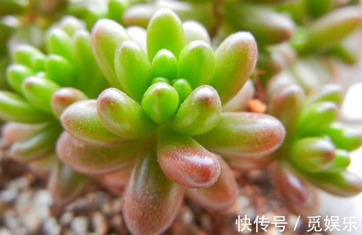 几种适合养在盆栽的多肉植物,好看又好玩,浇水就能爆盆