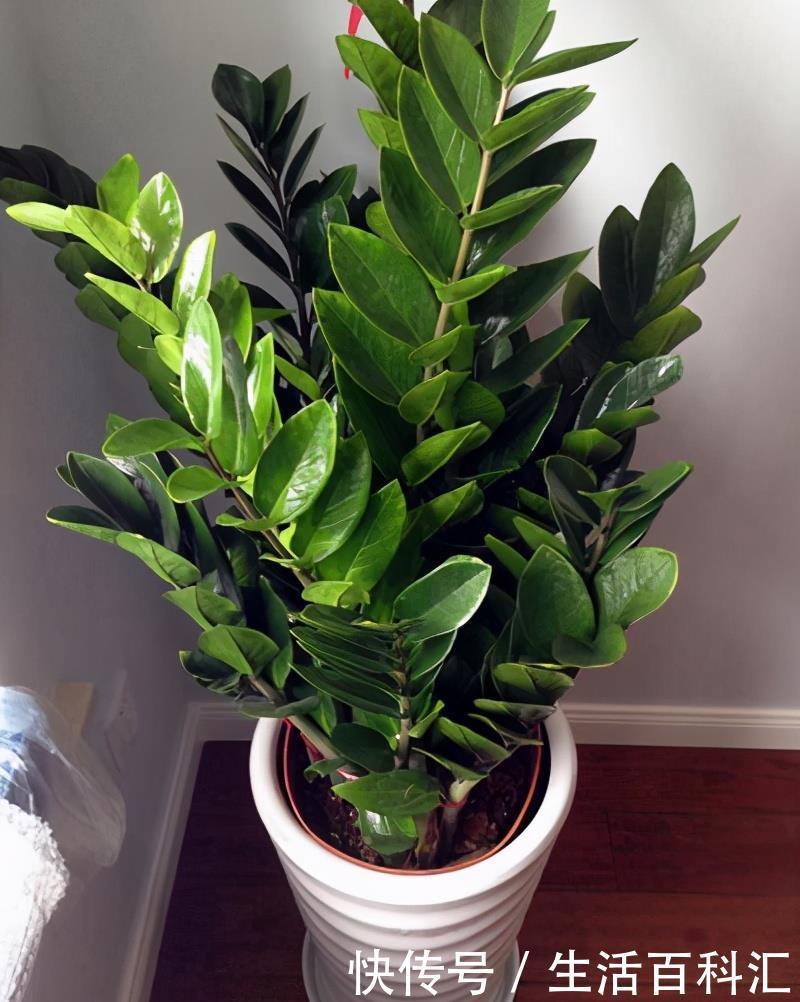 有名|罗汉松与黑松是有名的观赏绿植,长得像名字像,怎么区分怎么养护