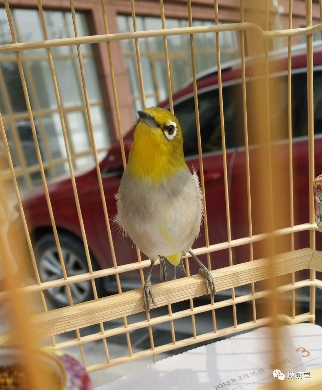 暗绿绣眼鸟幼鸟