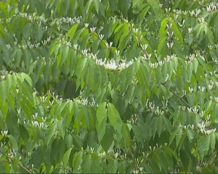節(jié)氣|今日小滿 夏季養(yǎng)生看這里