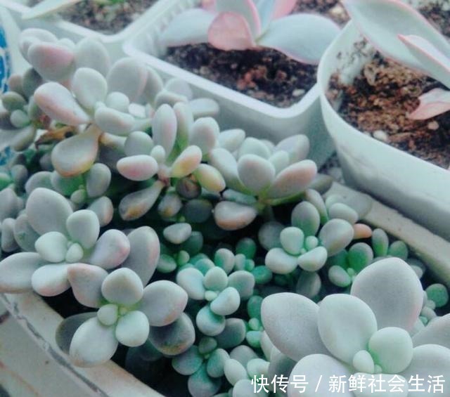 养多肉,就养这“6盆”,越长越肥,颜色越来越好看,太美了!
