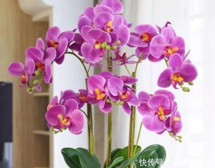 茶花|养花就养4种花,家里养一盆,迷人的花朵,开满整个花盆