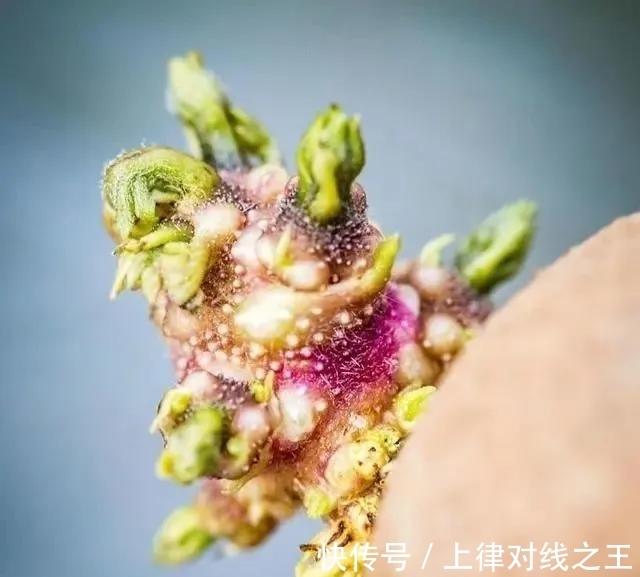 土豆|土豆发芽有多恐怖!26张照片告诉你,它才是这个星球最神奇生物