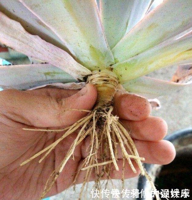 植料|多肉植物换盆别忘了做1件事，15天服盆，侧芽长不停