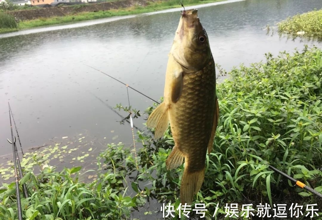 酒米|钓鲫鱼重在“诱”,窝料打太多实属浪费!看老钓友是怎么做的