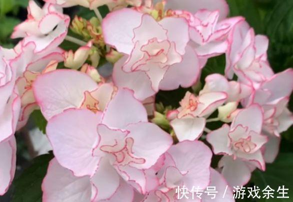 农历9月24日霜降后，养什么花？以下3种花，福星高照家庭美满