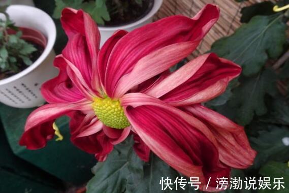 客厅摆菊花选“点降唇”开花一朵“三色”超美，养一盆很值得