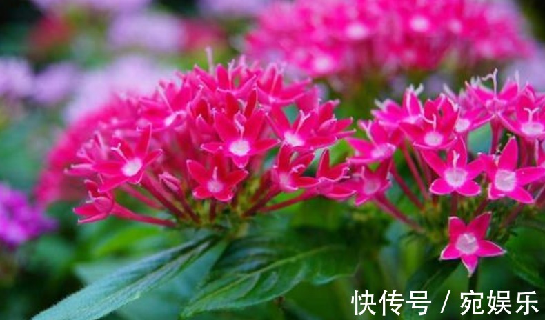 五角星花|现在就养“3种花”,越热开花越多,养护简单漂亮,大家都抢着买