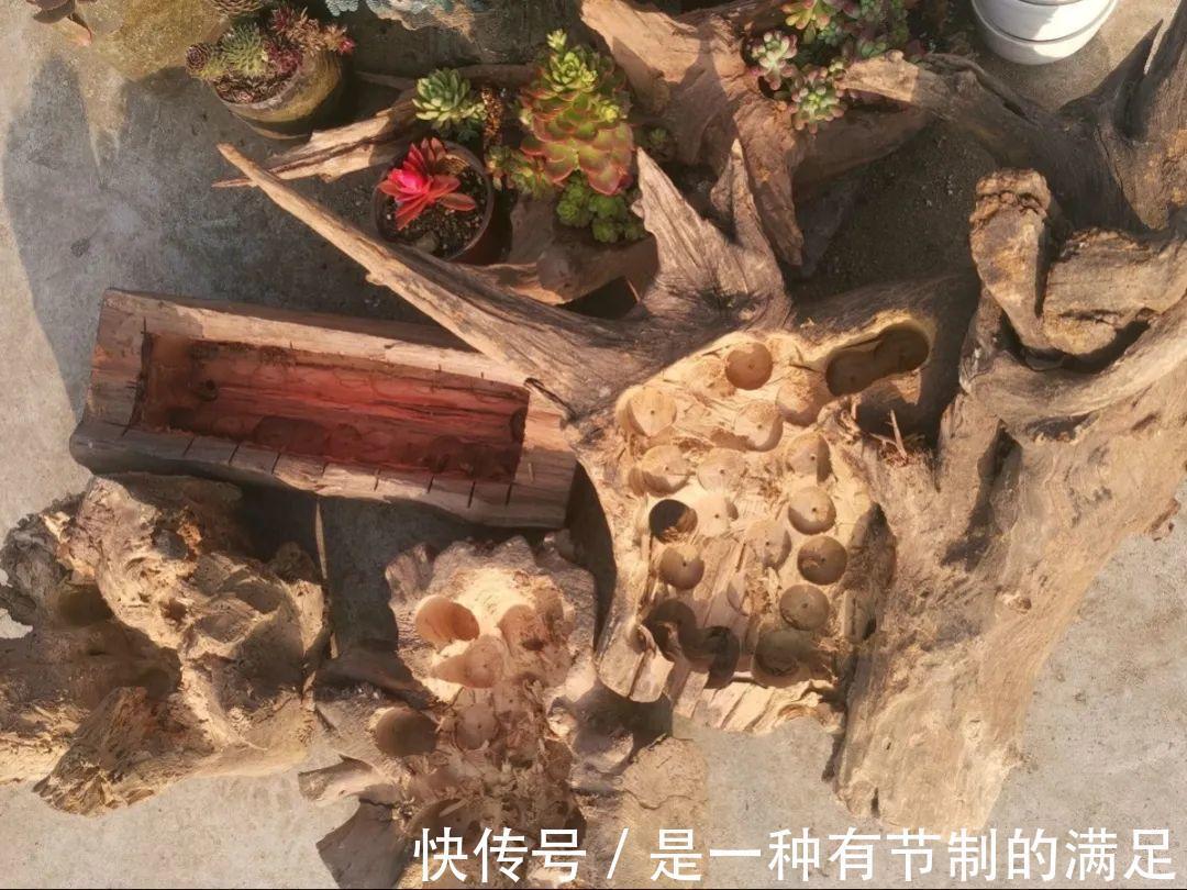 四川大哥养多肉，创意无极限，生活巴适得很！