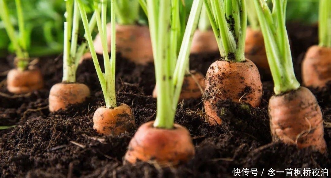 想有个菜园，余生低头种菜，抬头看花...