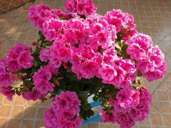 “识货人”都养4种花，打理简单，花期长，开花超漂亮