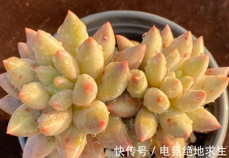 多肉红蜻蜓和蓝精灵,一个带暗纹,一个平时丑,出状态则“封神”