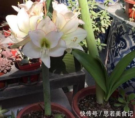 北方夏季温度高，盆栽养花就栽种它们，能一茬接一茬砰砰开花