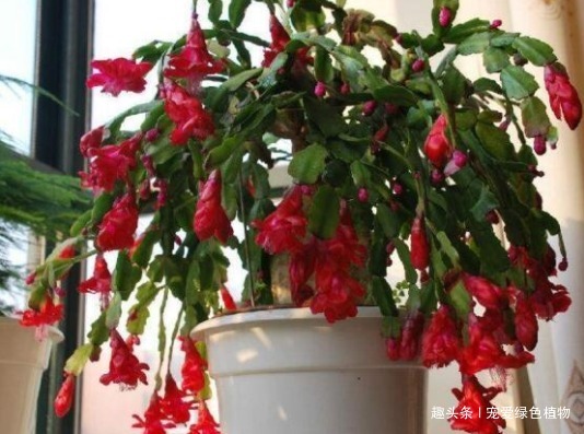 小花|吴大妈只养“3种花”，一年300多天有花看，开成花海，特美！