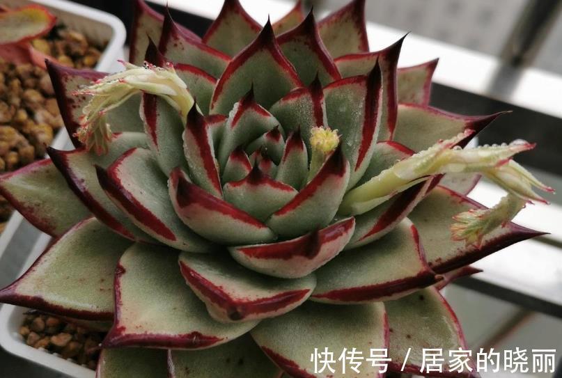 夏季|多肉乌木夏季容易化水？小心这3点，打响防护的“第一枪”