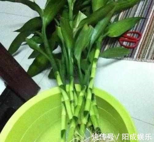 富贵竹捡回来养了2年,一米多高还开花了,方法原来这么简单!