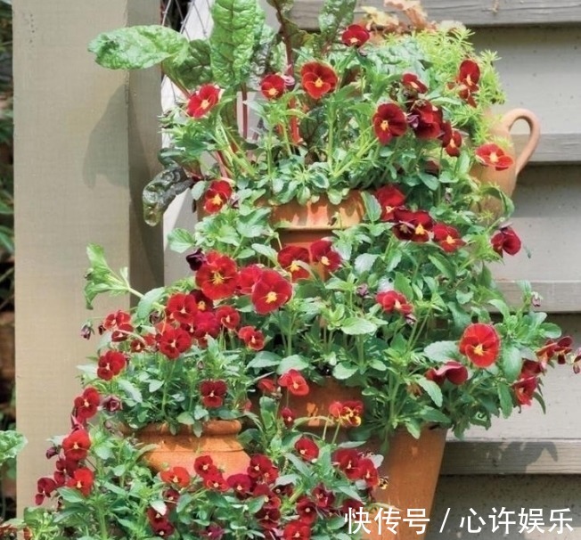 任何容器都能用来做花盆，请收好这30种美丽的花盆搭配设计