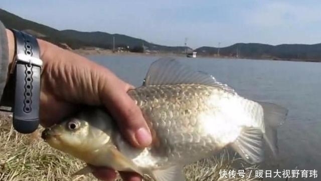 这鲫鱼饵我连用了三十年,渔具店老板都夸夸其谈,试过的人不一般