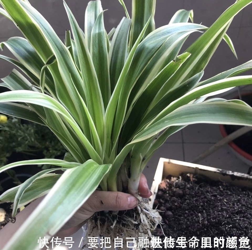 兰花|秋凉后,养3种花,最好换盆、换土,到时候不开花、黄叶