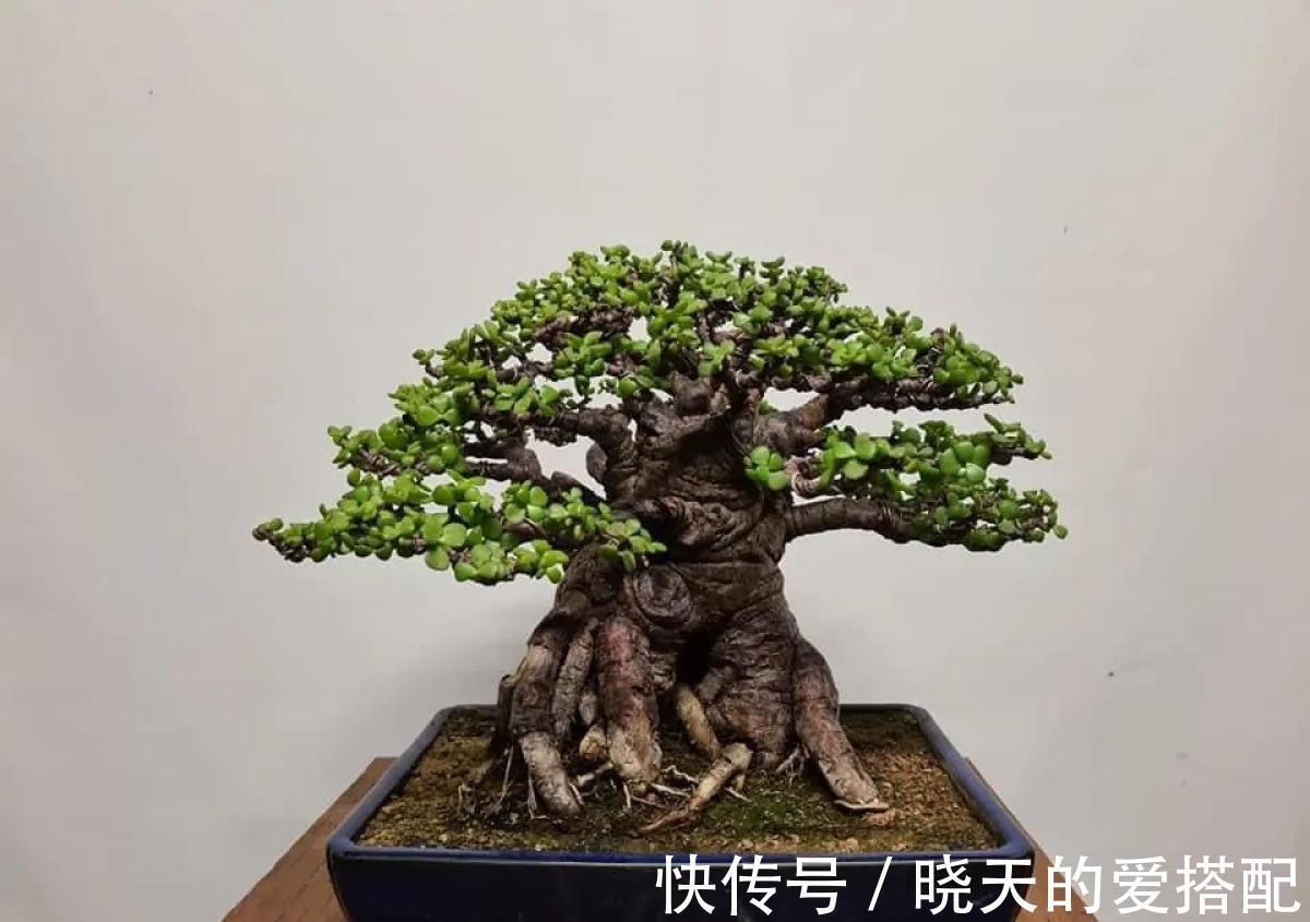 桂花|养4种植物堪称“投资”，养得越久，价值翻好几倍