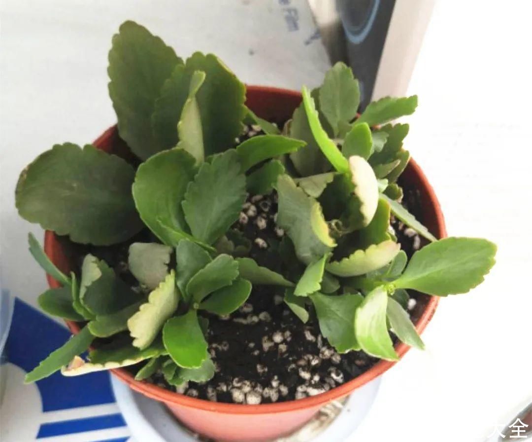 橡皮树|养花就怕乱浇水，越浇死得越快，赶紧住手