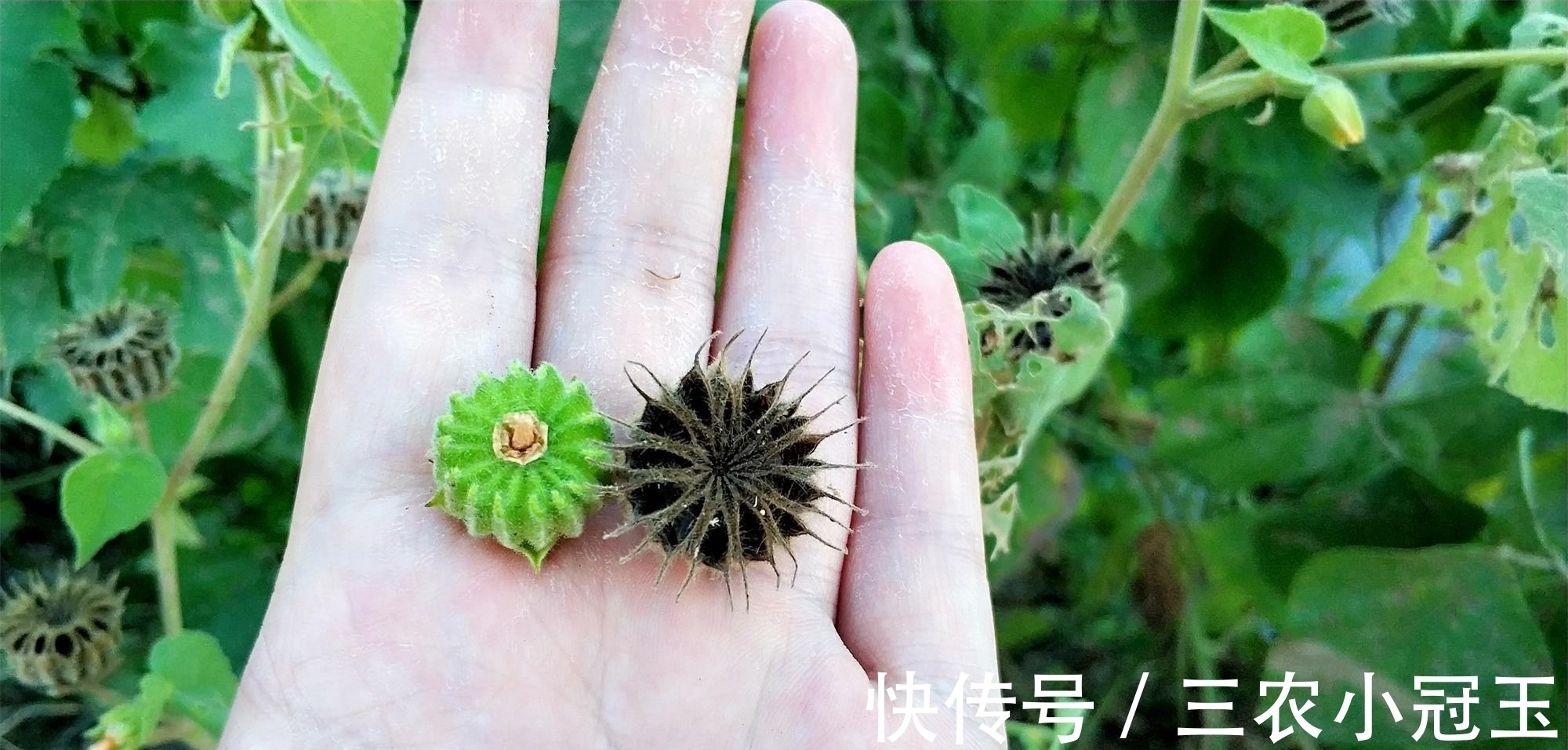 小黄花|农村一草叫“车轮子”,农村娃当零食吃,却不知治“耳鸣”很有效