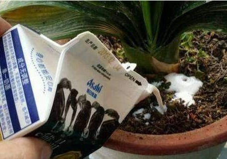 花盆里倒点“白色溶液”，君子兰越长越肥厚，一年开了3次花！