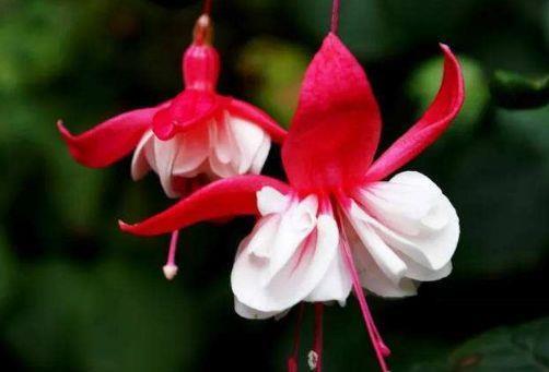 喜欢赏花,试试此几款小花,一到花期,阳台开成花海