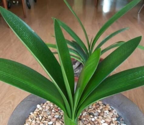 地域性|3种花再喜欢,也别轻易买,虽然很漂亮,但能“养活”的人不多