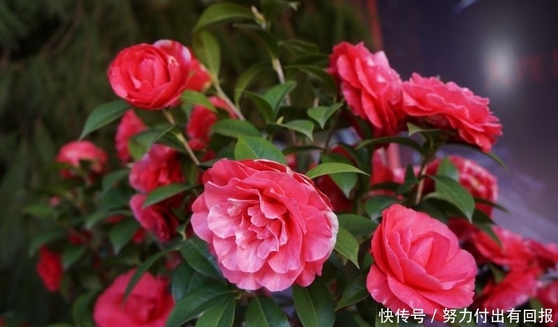 花卉|最值得拥有的漂亮花卉，花大香浓，窗台养上一盆真的是绝美