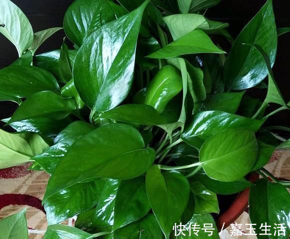 过期的3种“药片”千万别扔,养花都是“宝”,邻居后悔知道晚