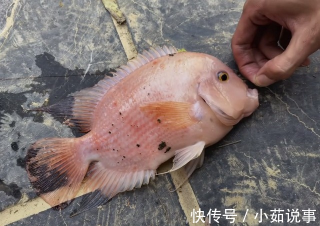 安徽河道出现罗非鱼合肥钓鱼人店埠河钓起怪鱼,随后放生