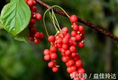 医生|多吃苦瓜能养肝?肝病医生说出答案:3物伤肝,平时常见不要碰