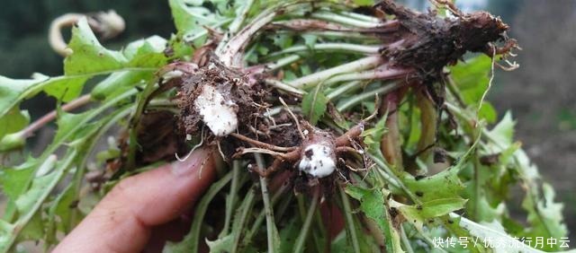 春天的這個東西是個寶，能泡水也能蒸著吃，鮮美營養(yǎng)，錯過就沒了！