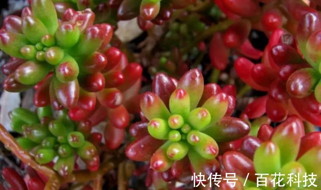 要点|60种多肉图鉴及养护要点,1分钟学会,超全超实用!