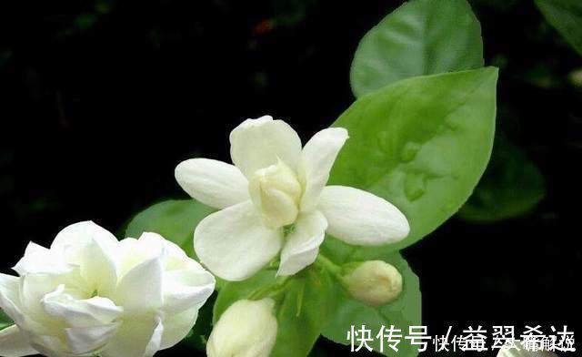 修剪|自从老婆在家中盆栽这种花后，满屋子都是清香，连香水钱都省了