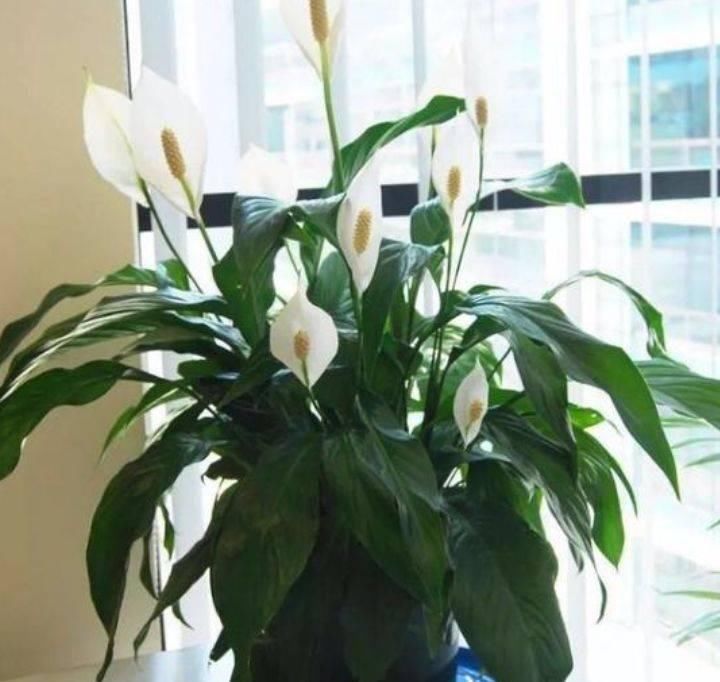 叶片|家养5种旺运花,富贵好运财源滚滚来,懂花的人都在养