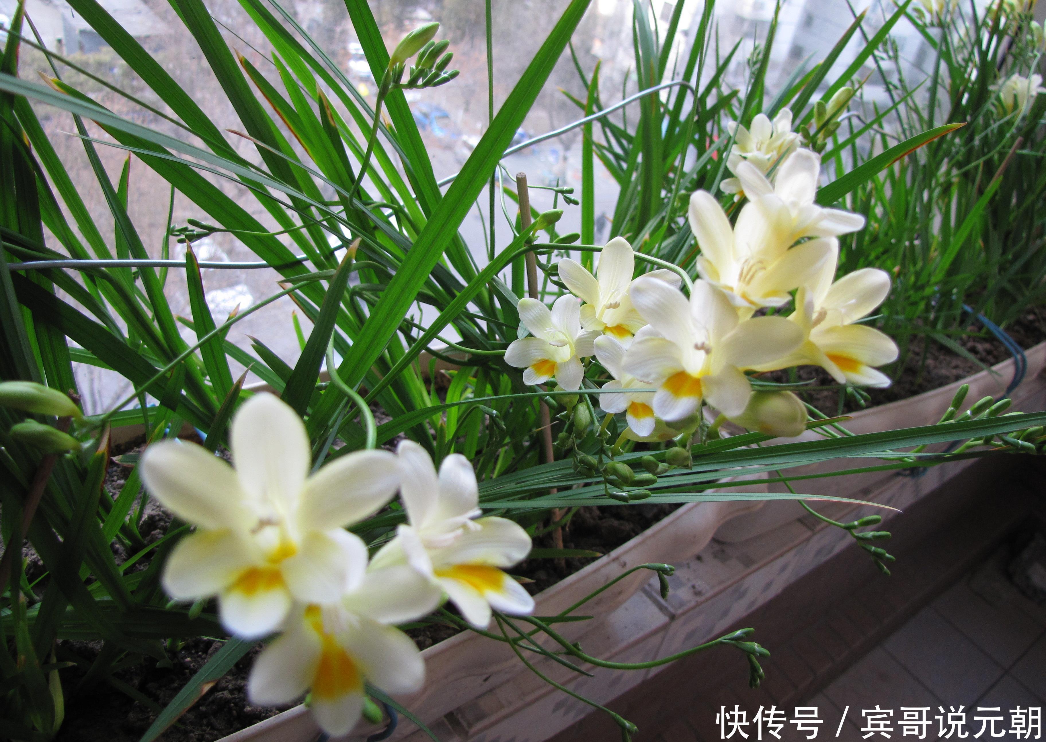 大色|4种自带“体香”的花,花大色艳香气足,阳台养一盆,人人闻香气