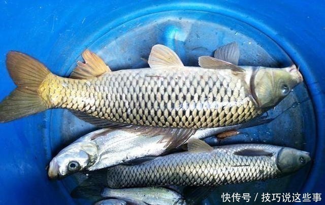 香蕉红薯做饵料,堪称鲤鱼“克星”,饵料入水鱼儿抢着咬