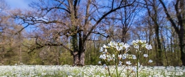 宋诗里最不容错过的一首诗,律回岁晚冰霜少,春到人间草木知!