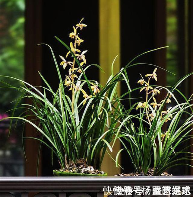 兰花|养兰花“2懒1勤”别守规矩，新芽冒不停，花箭半米高