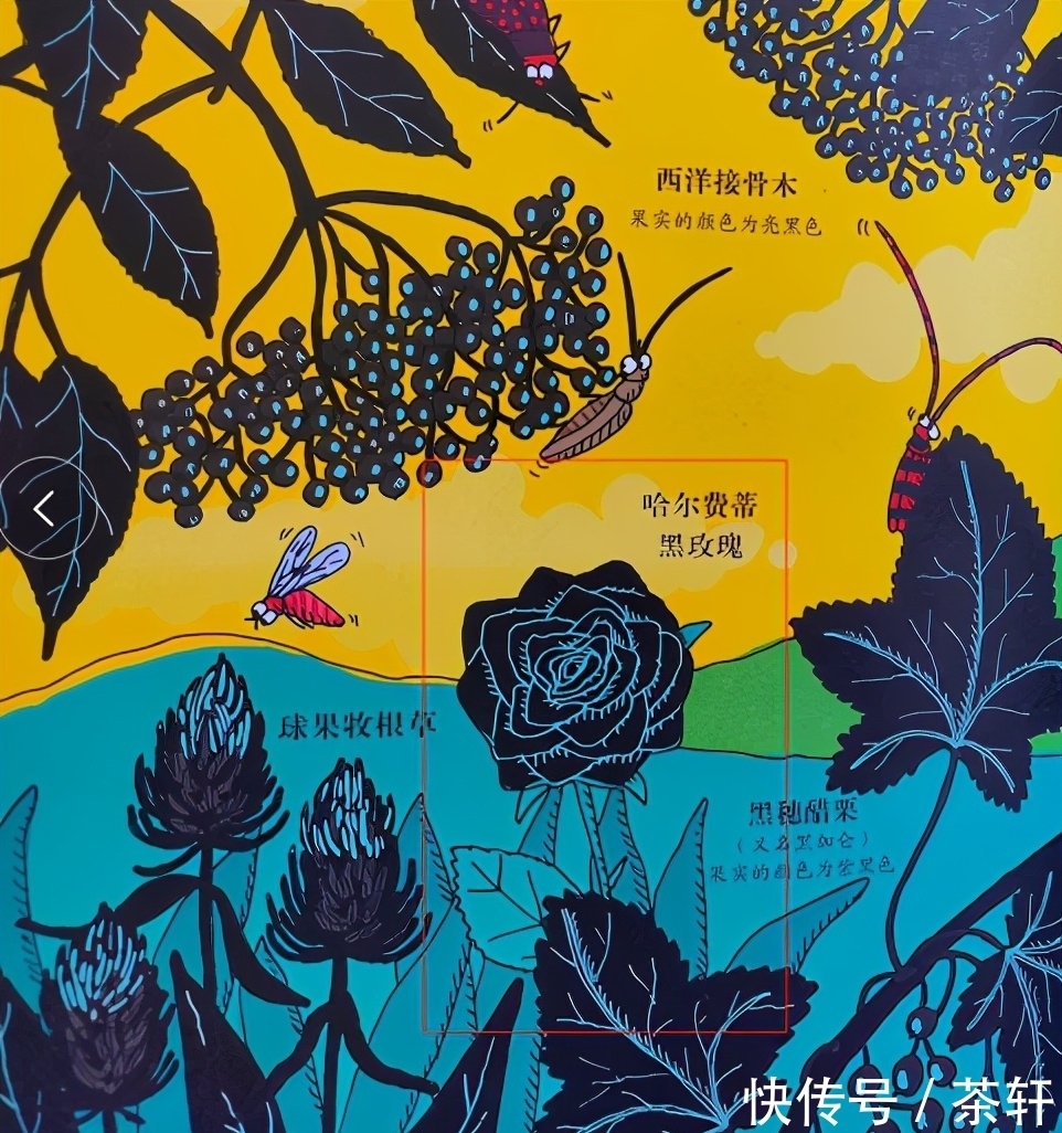 植物的朋友圈|有些书的存在是为刷新我们认知、增长我们见识的,这本书就是如此