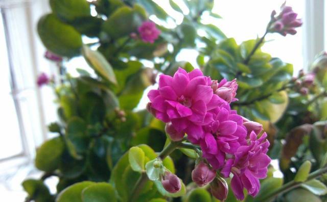 新手|新手花友养长寿花,该牢记哪些才能一年四季开花